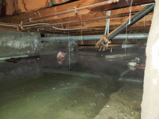 Best Ceiling water damage repair  in Tyndall Af, FL